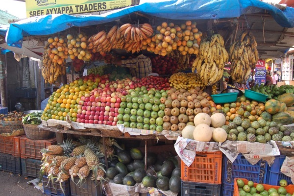 Scout-Vera-Meinert-2